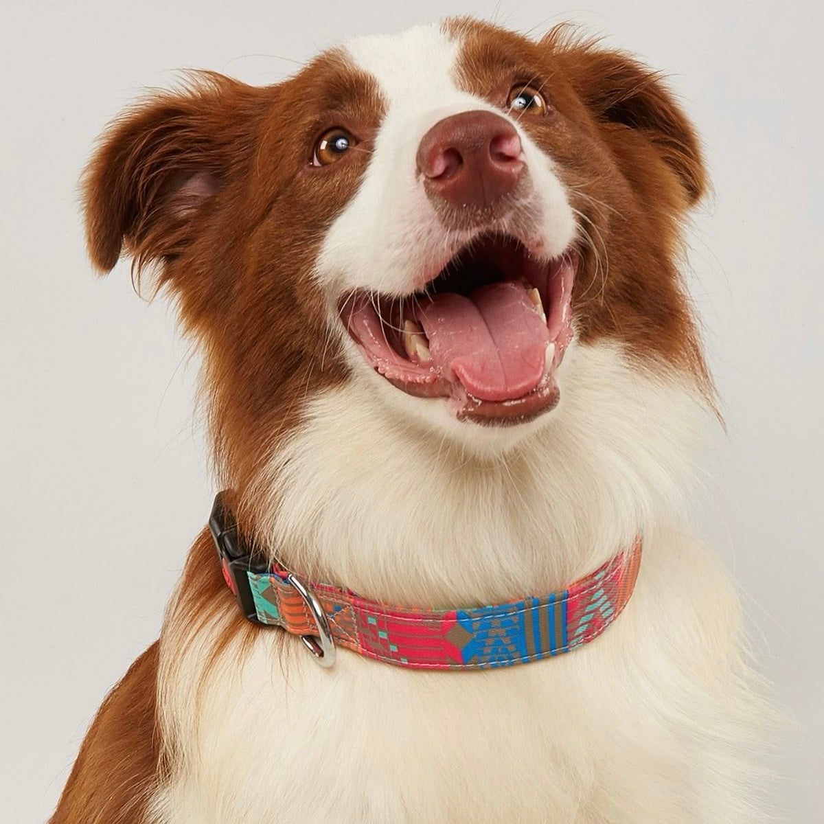 FindMyPet GPS Trackers